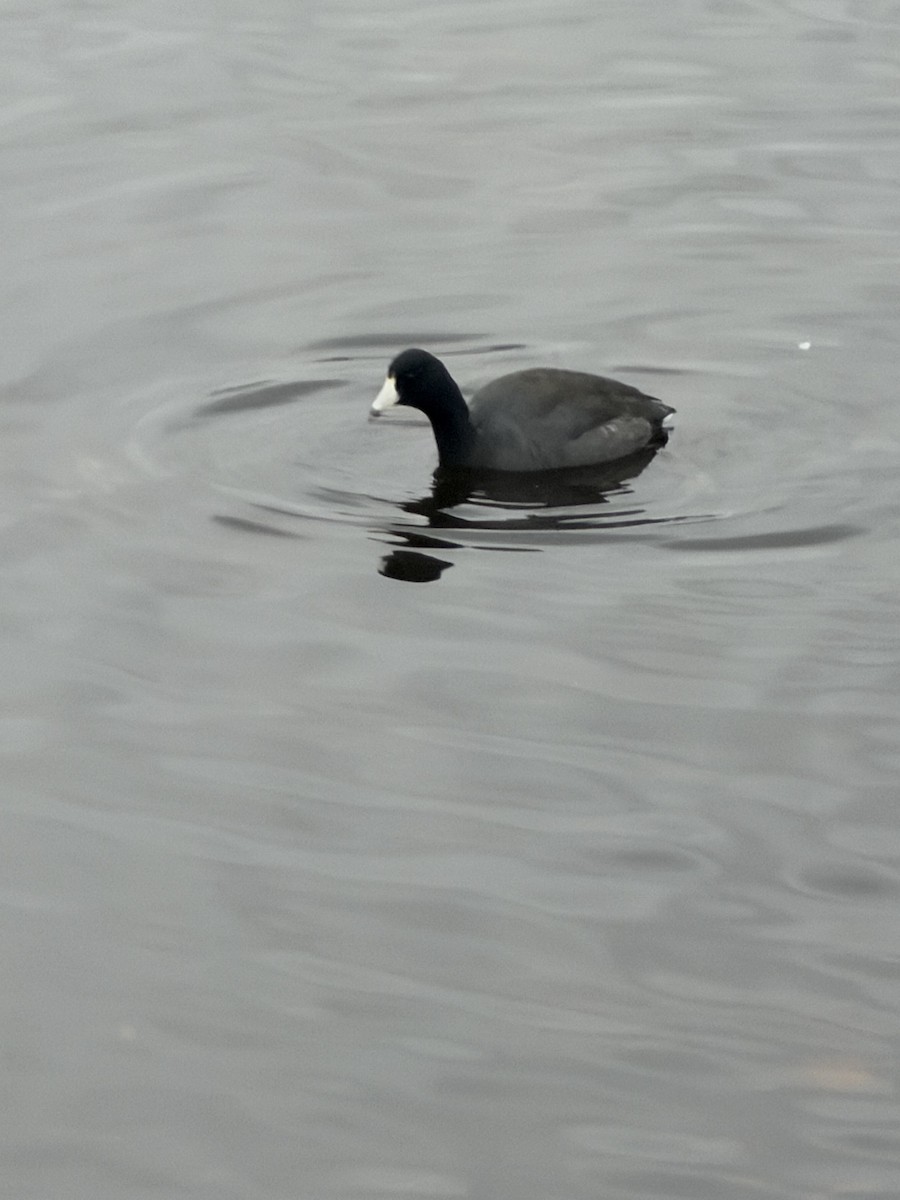 American Coot - ML646809179
