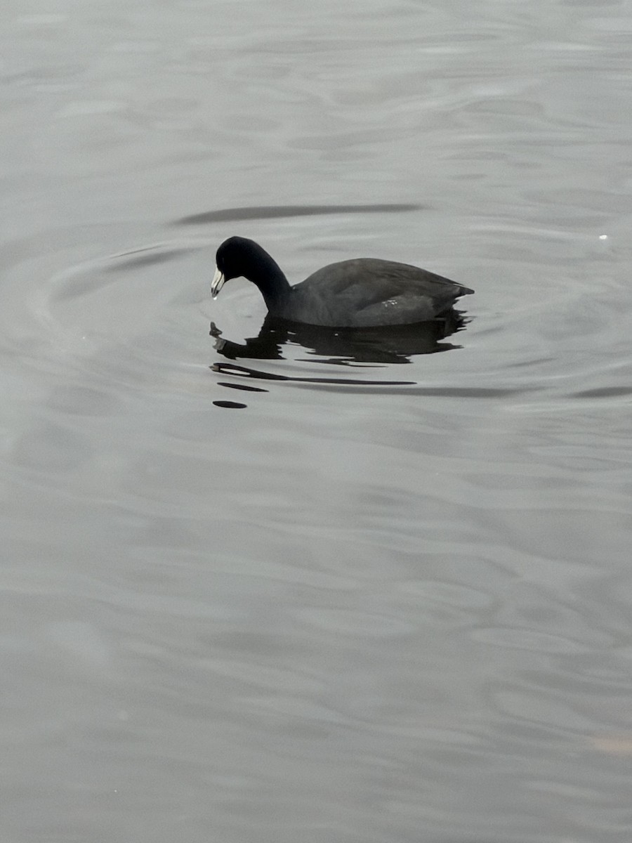 American Coot - ML646809180