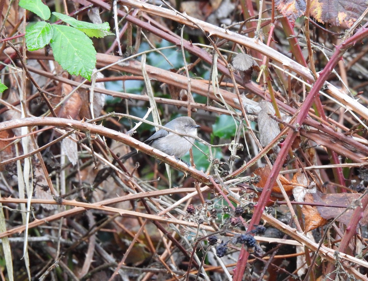 Mito Sastrecillo (grupo minimus) - ML646809181