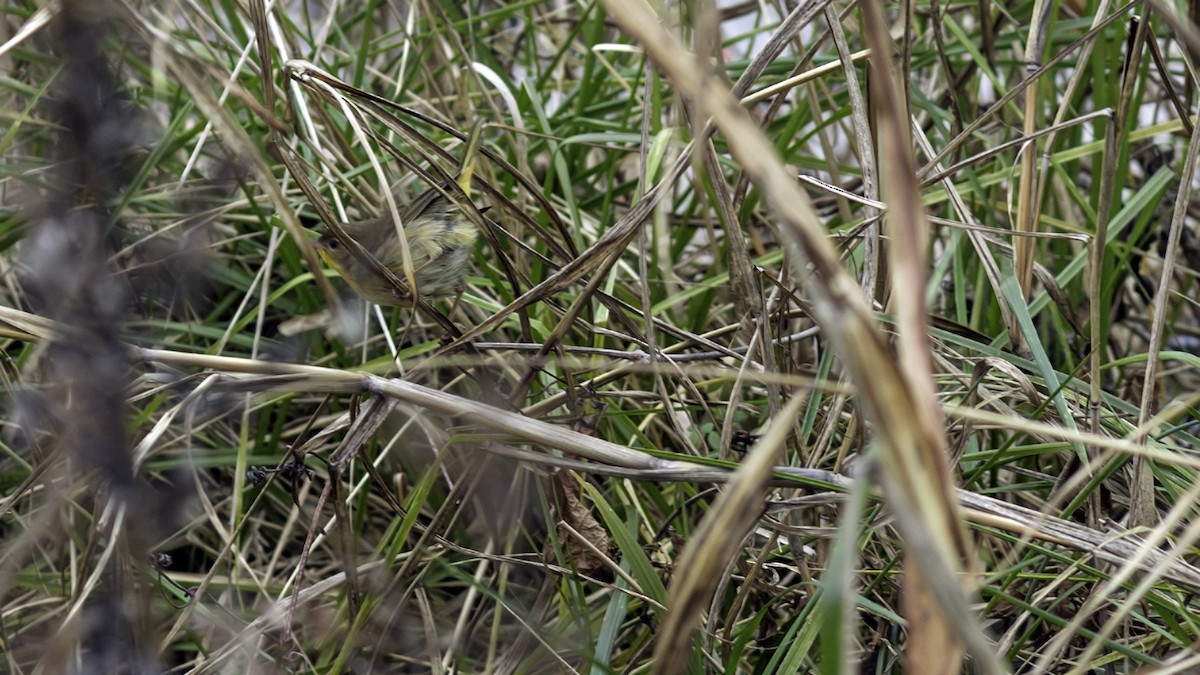 Common Yellowthroat - ML646809182