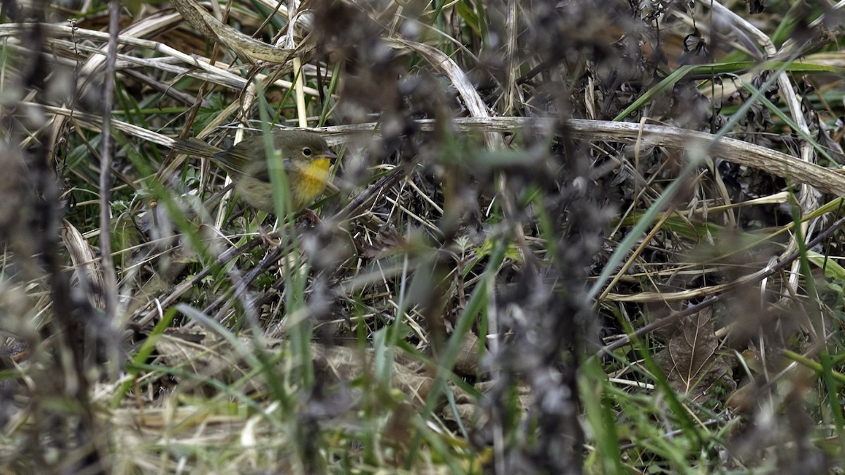 Common Yellowthroat - ML646809184