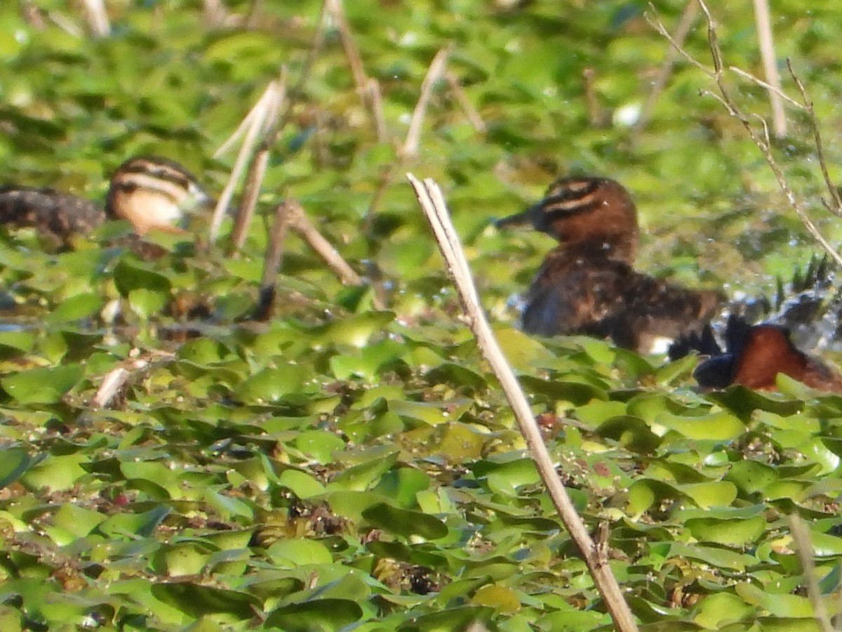 Савка маскова - ML646809185