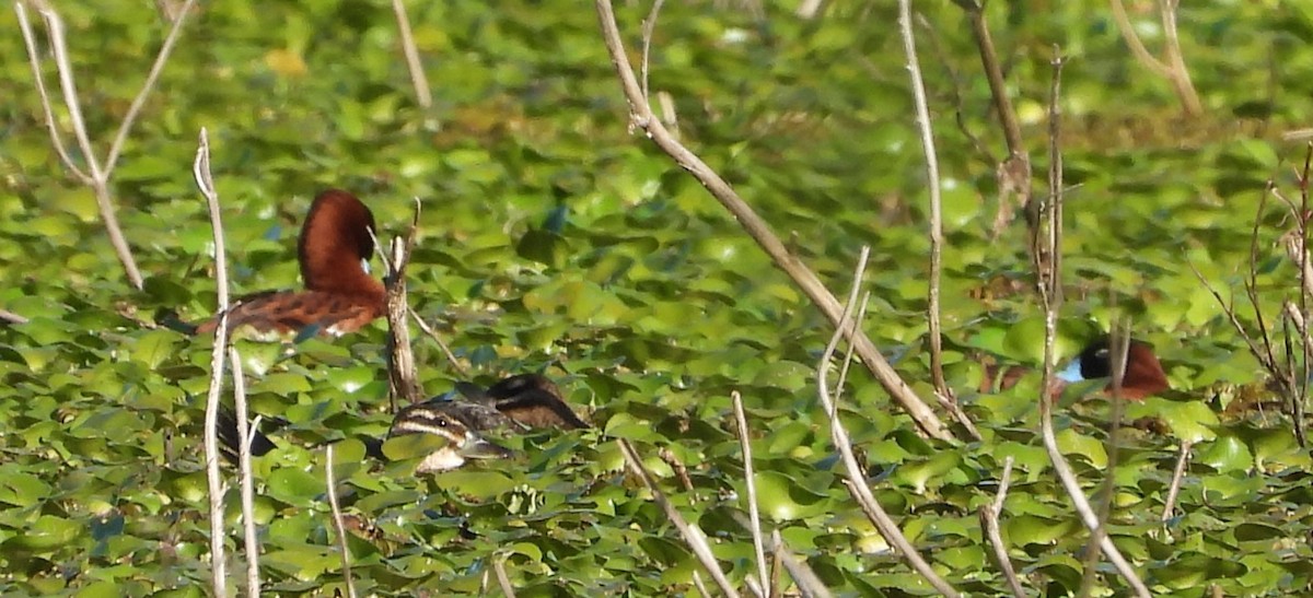 Савка маскова - ML646809186