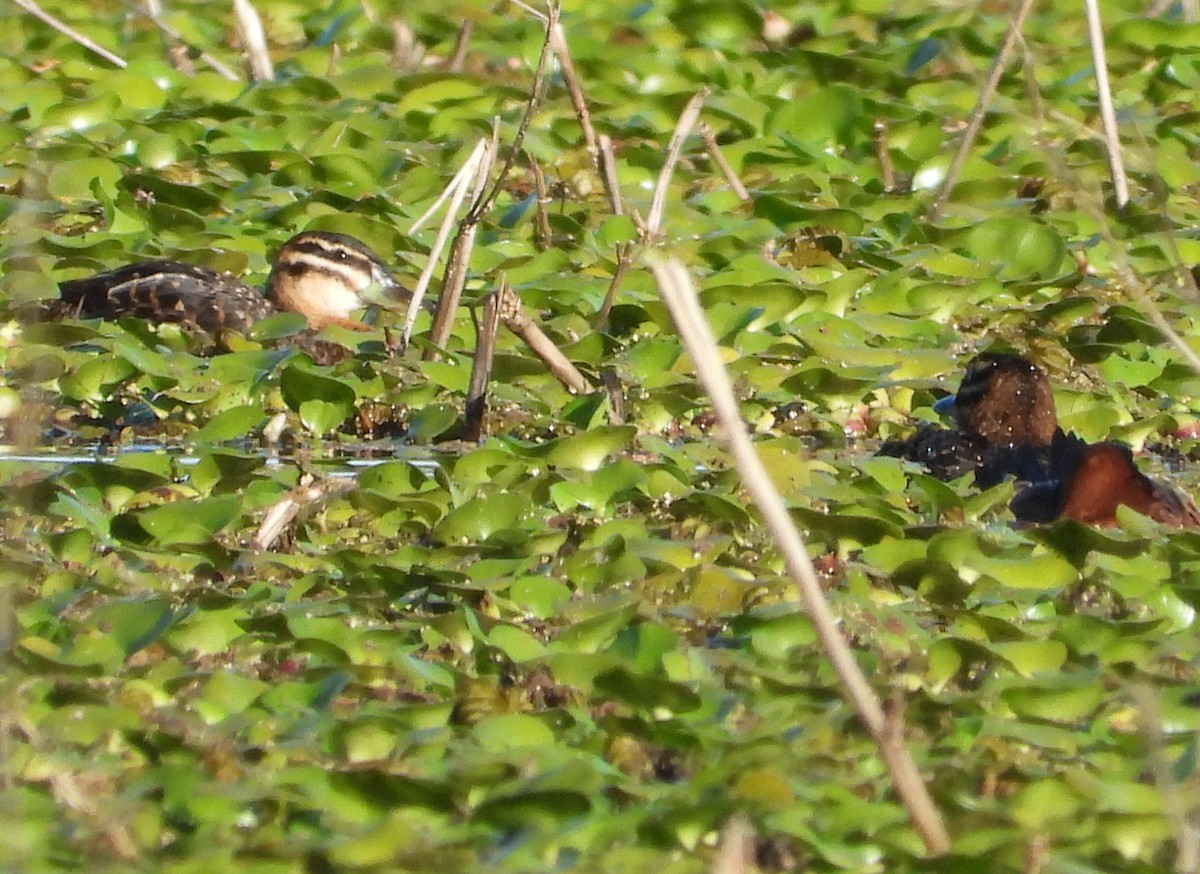 Савка маскова - ML646809187