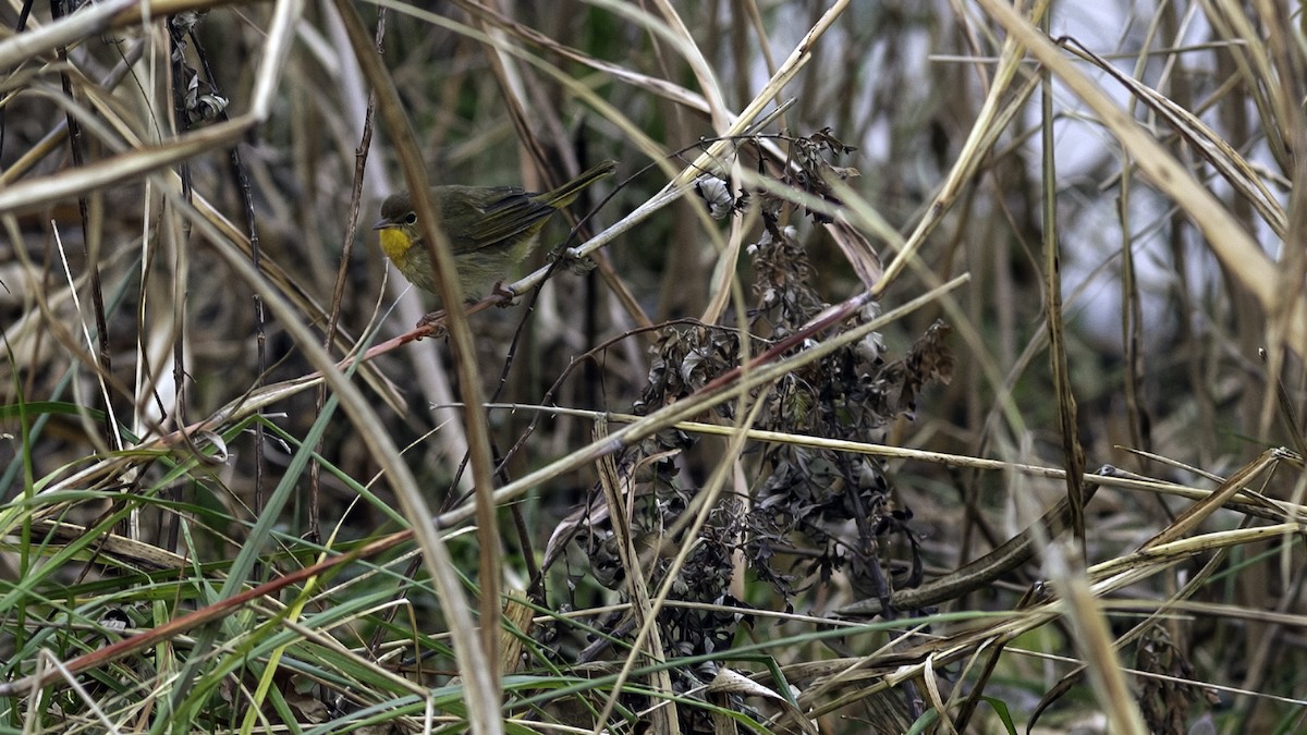 Common Yellowthroat - ML646809188