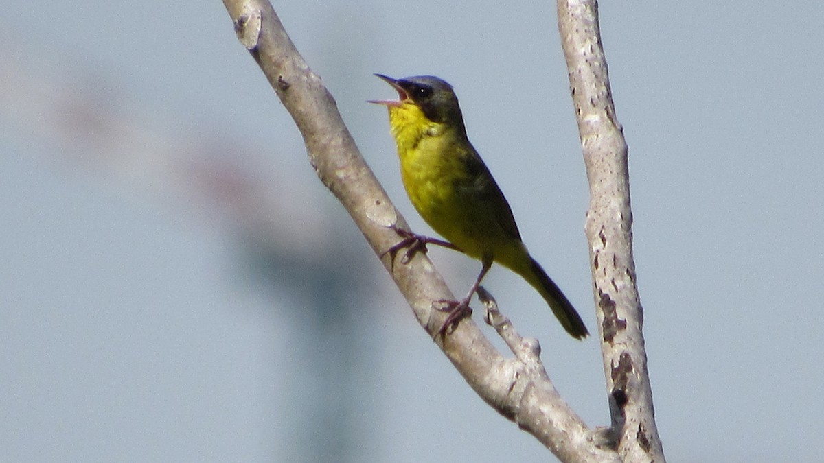 Southern Yellowthroat - ML646809189