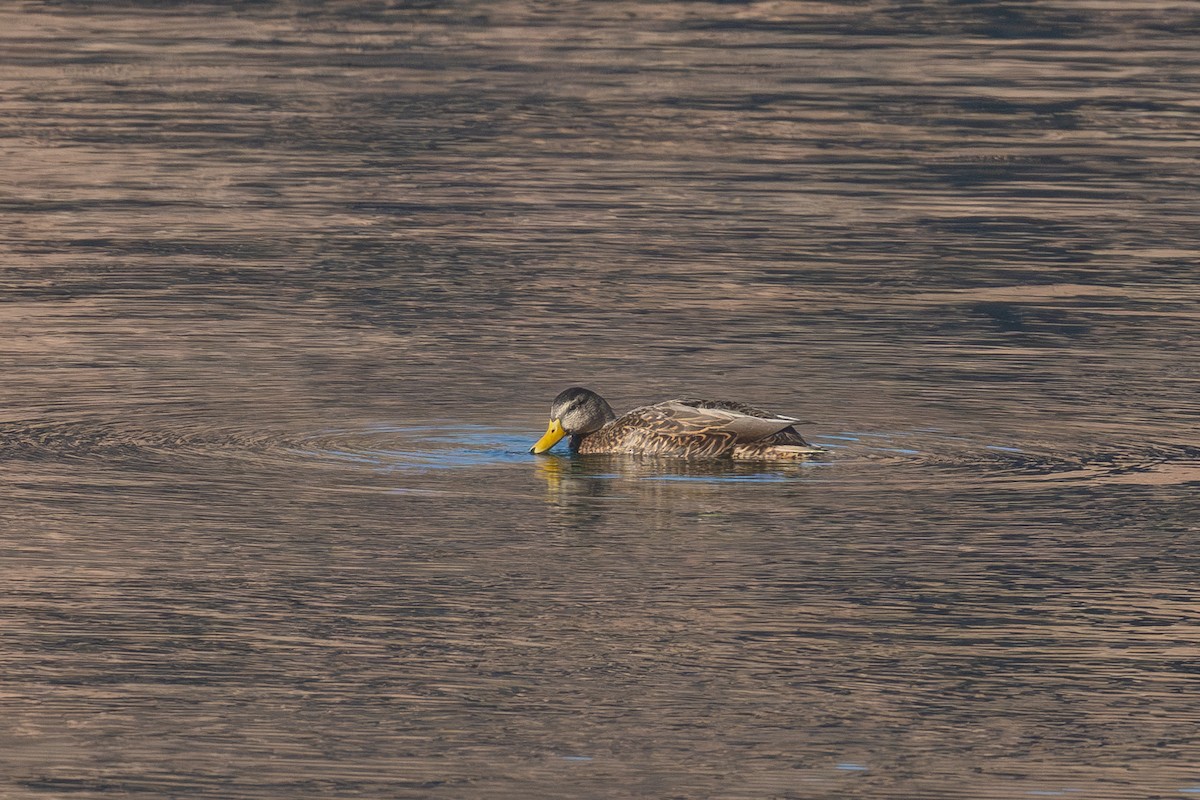 Mexican Duck - ML646809190