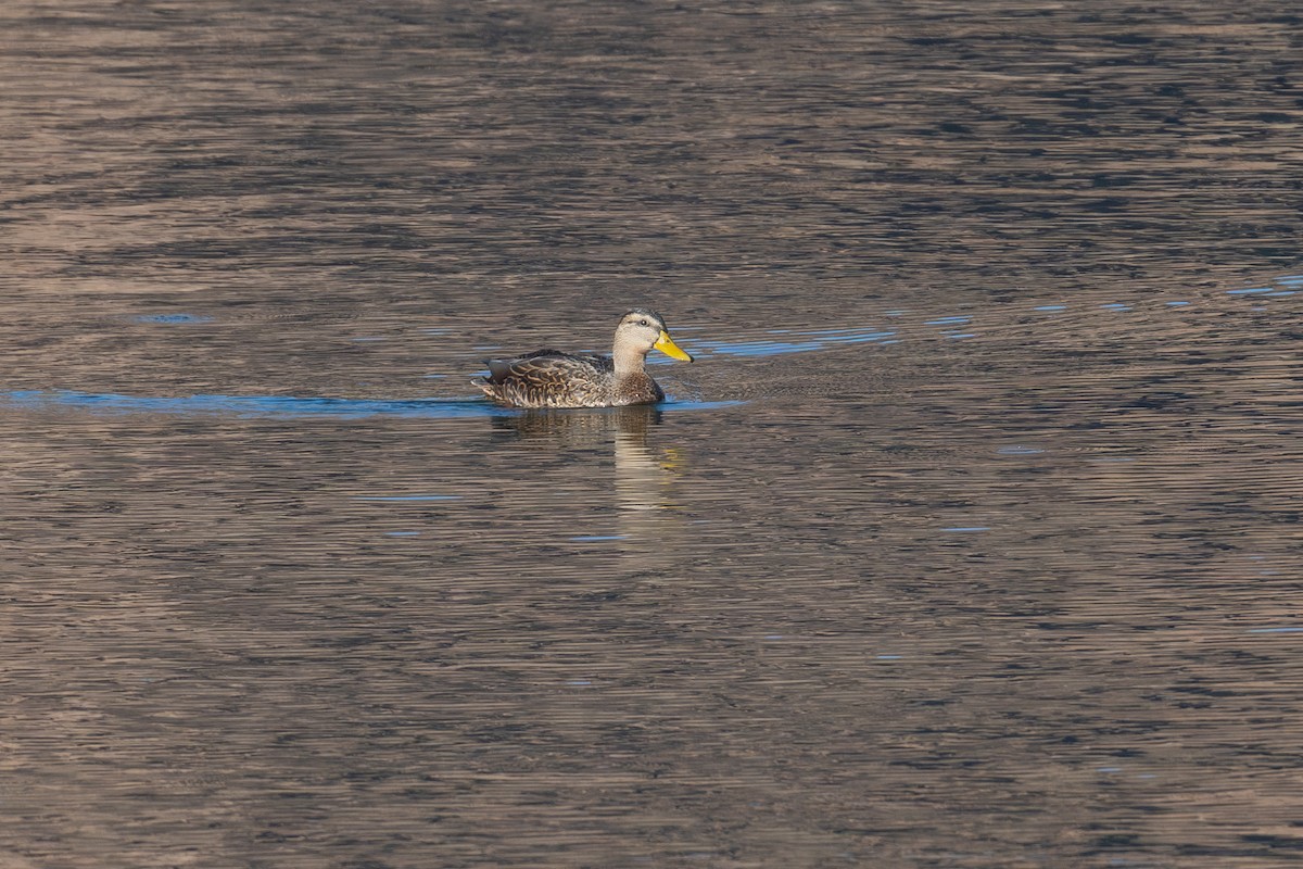 Mexican Duck - ML646809191