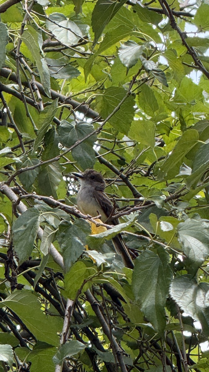 Королевский тиранн - ML646809193