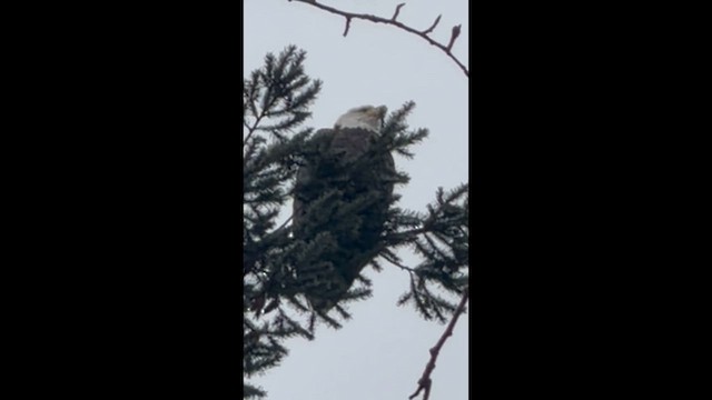 Bald Eagle - ML646809196