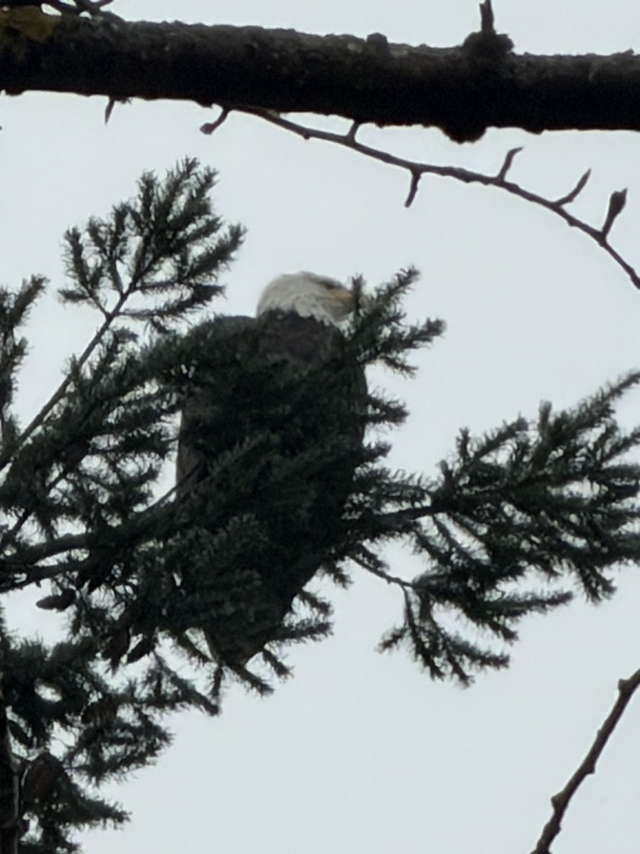 Bald Eagle - ML646809197