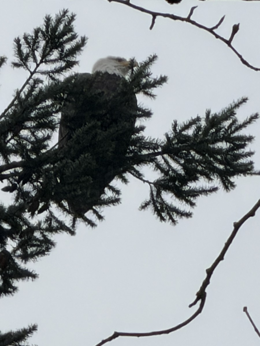 Bald Eagle - ML646809198