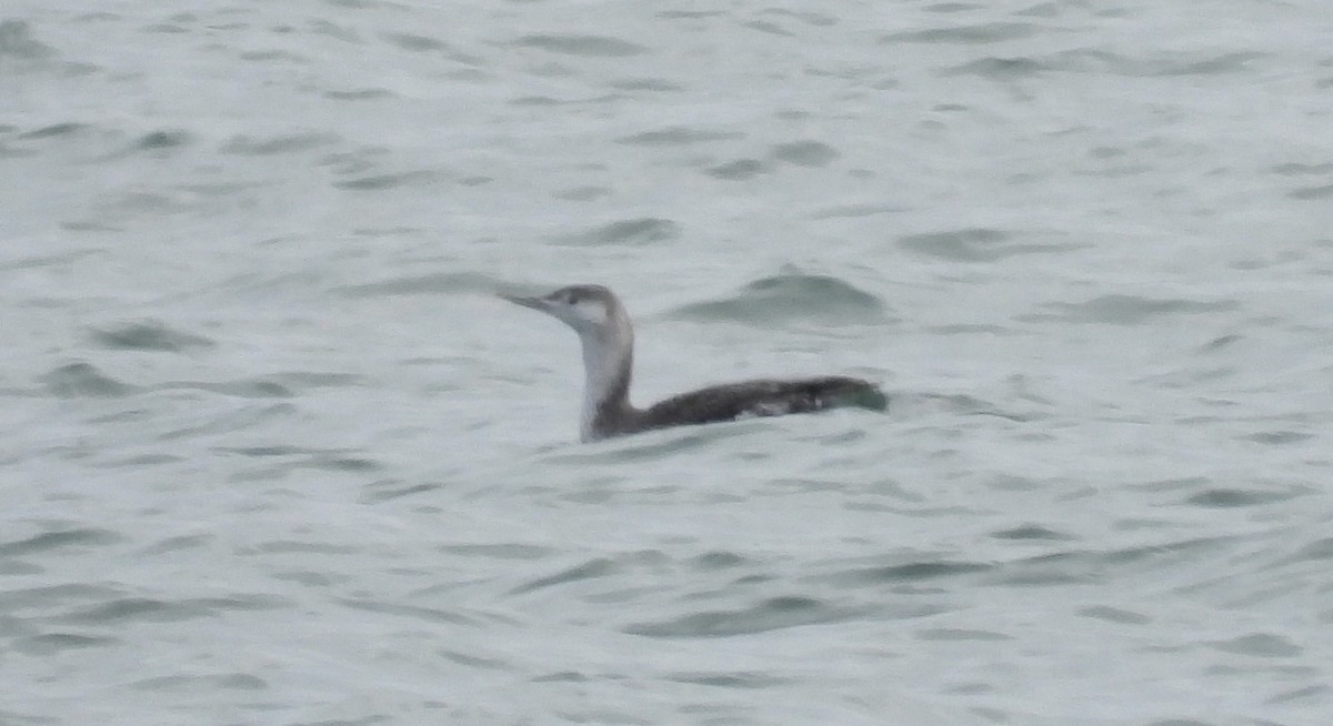 Red-throated Loon - ML646809200