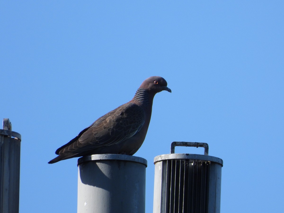 Голуб аргентинський - ML646809202