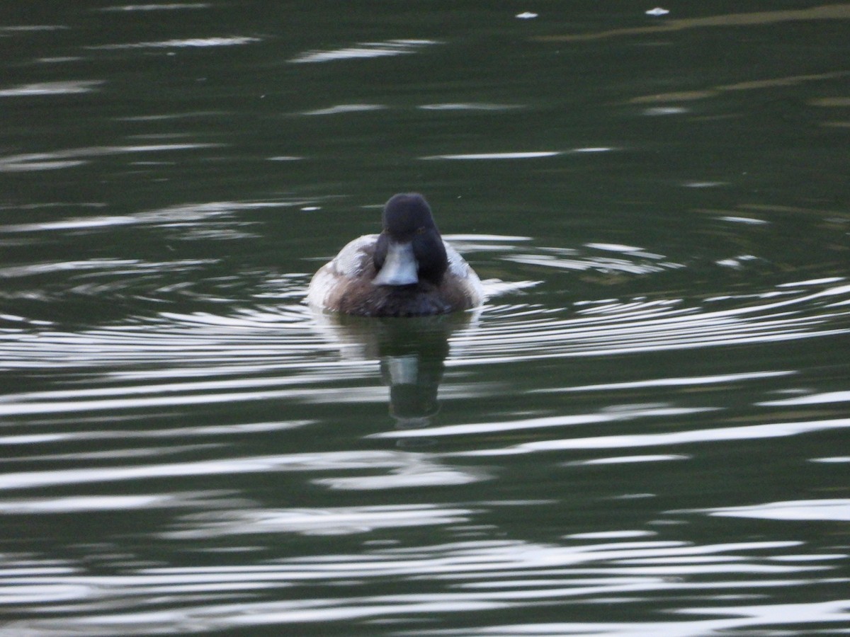 Lesser Scaup - ML646809203