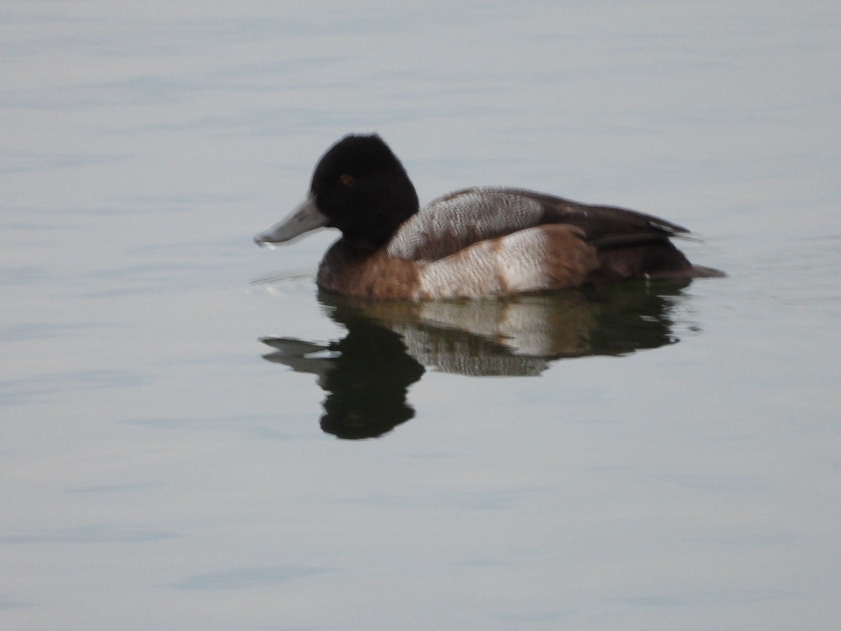Lesser Scaup - ML646809204