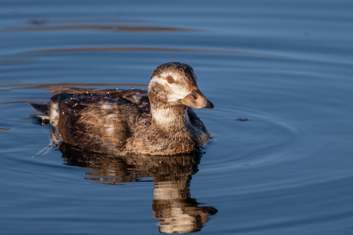 Long-tailed Duck - ML646809210