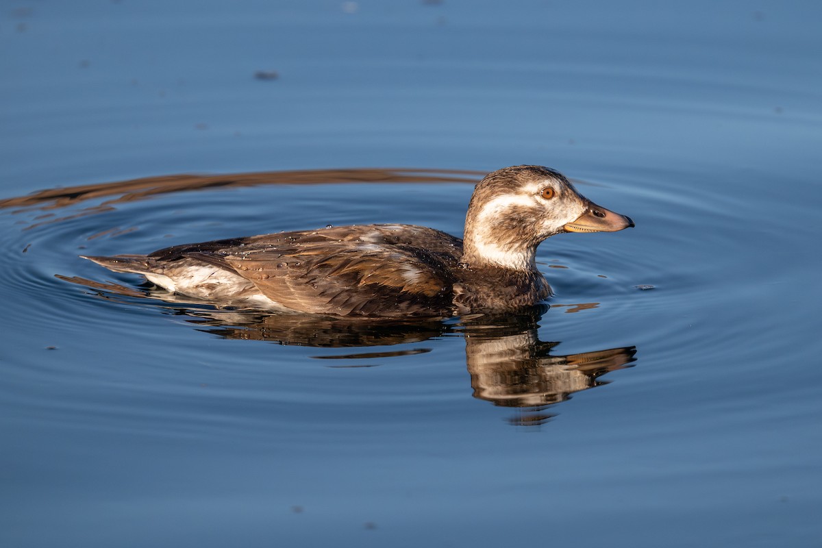 Long-tailed Duck - ML646809211