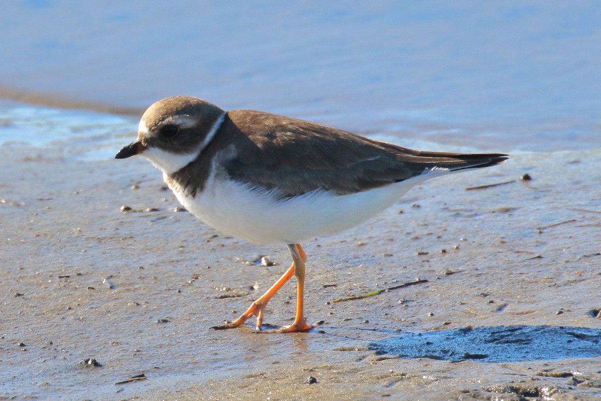 Txirritxo erdipalmatua - ML646809212