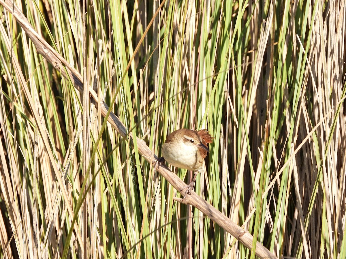 Pajonalera Piquicurva - ML646809214