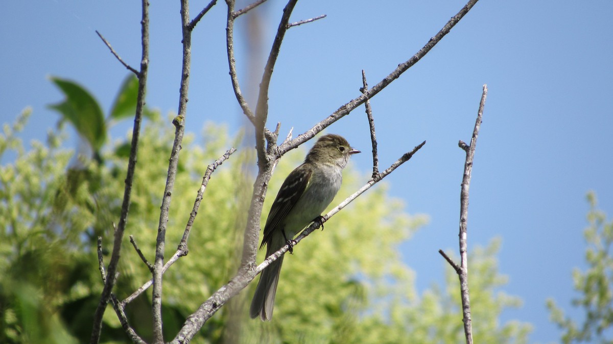 Élénie à bec court - ML646809215