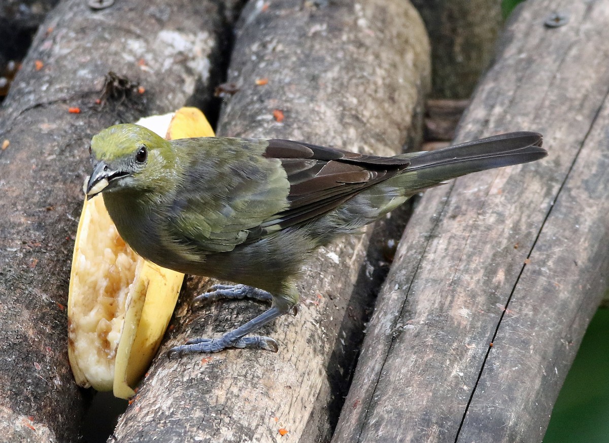 Palmentangare - ML646809216