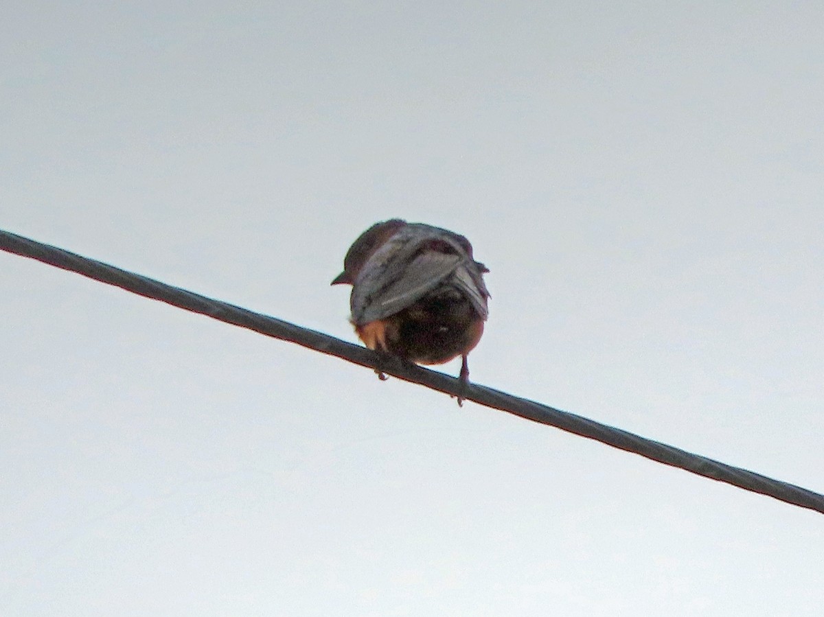 Sri Lanka Swallow - ML646809217