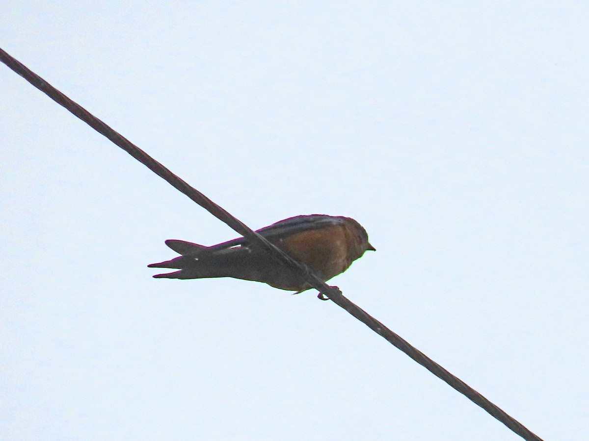 Sri Lanka Swallow - ML646809218