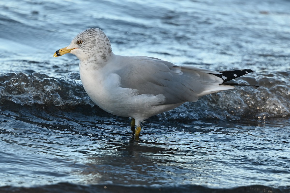 Ring-billed Gull - ML646809222