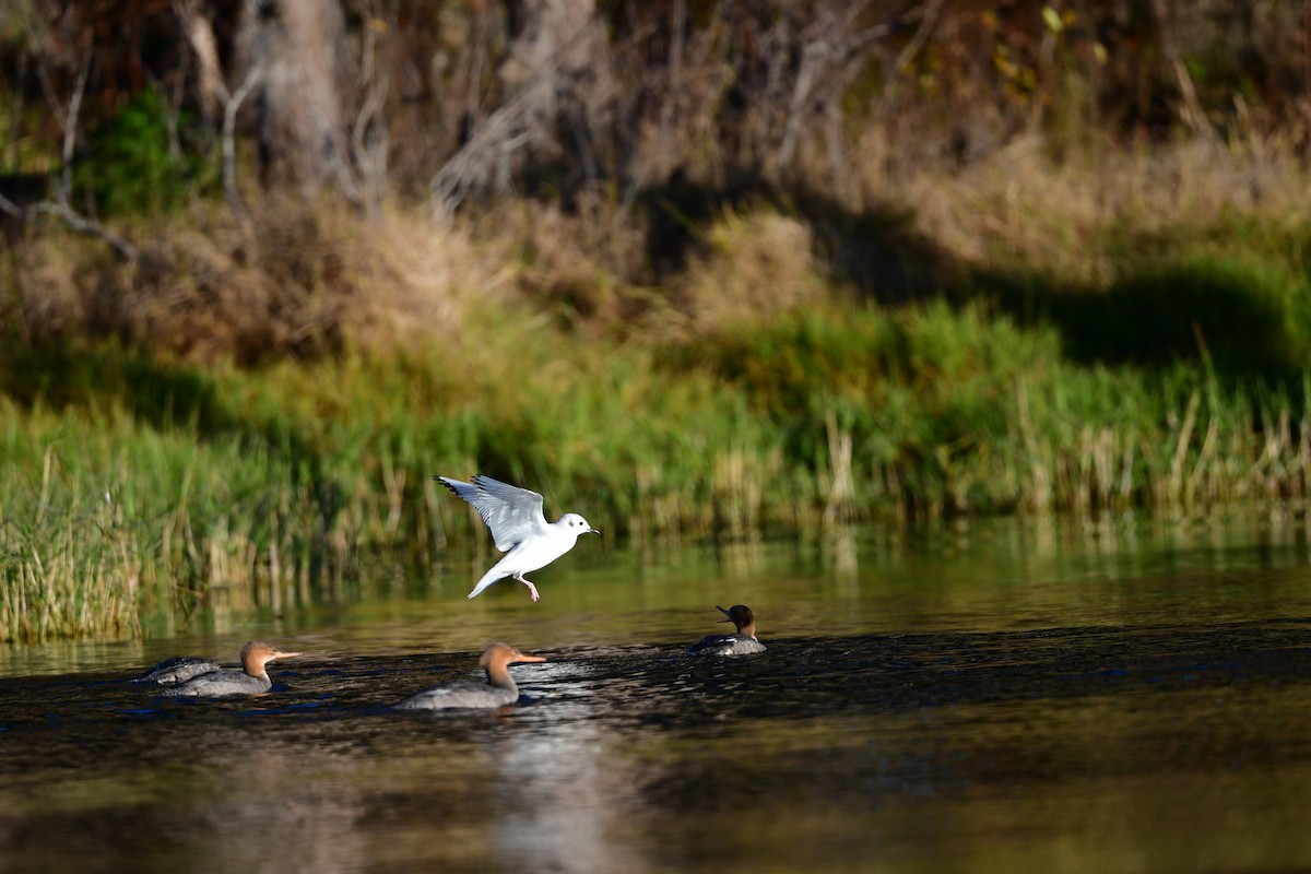 kanadahettemåke - ML646809223