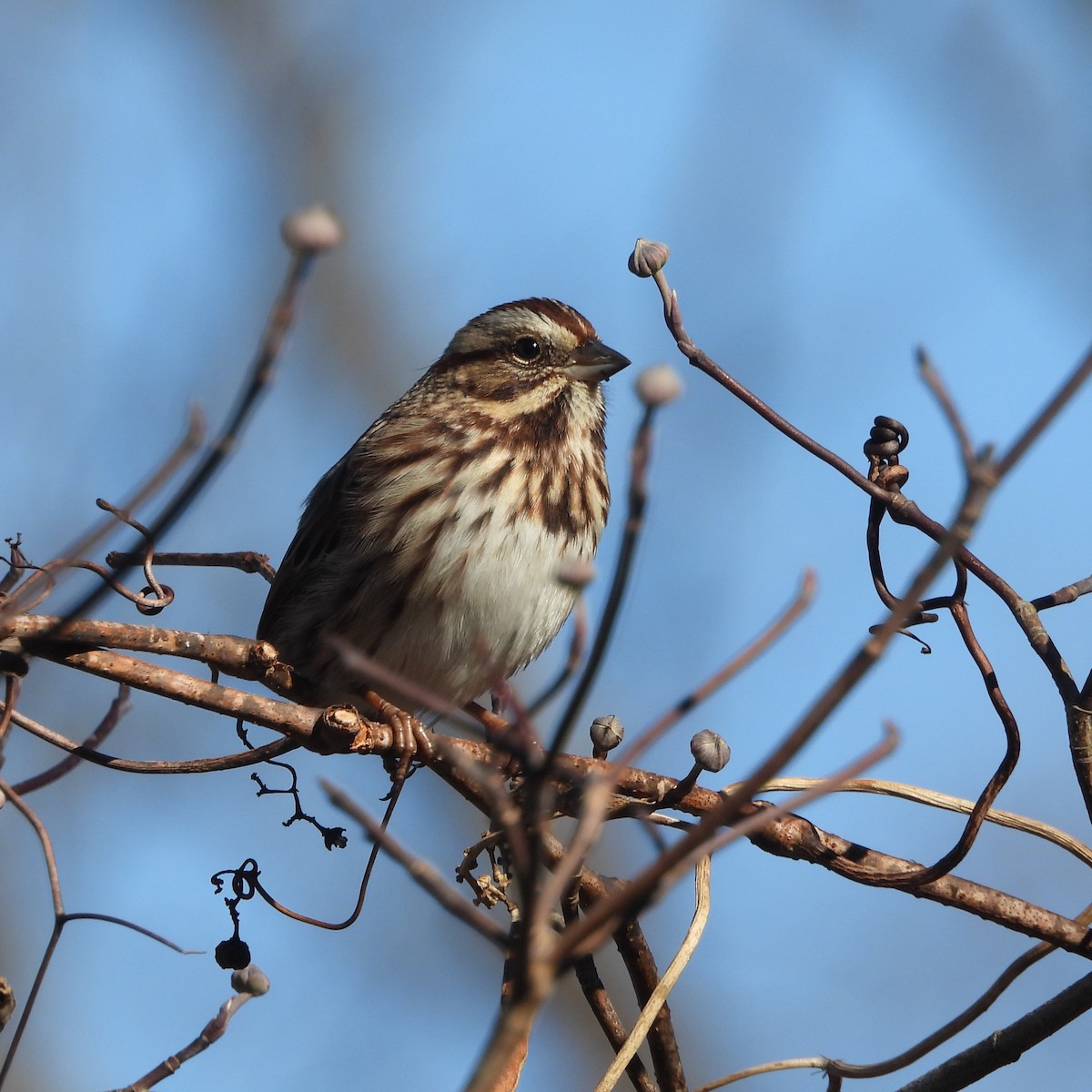 Song Sparrow - ML646809224