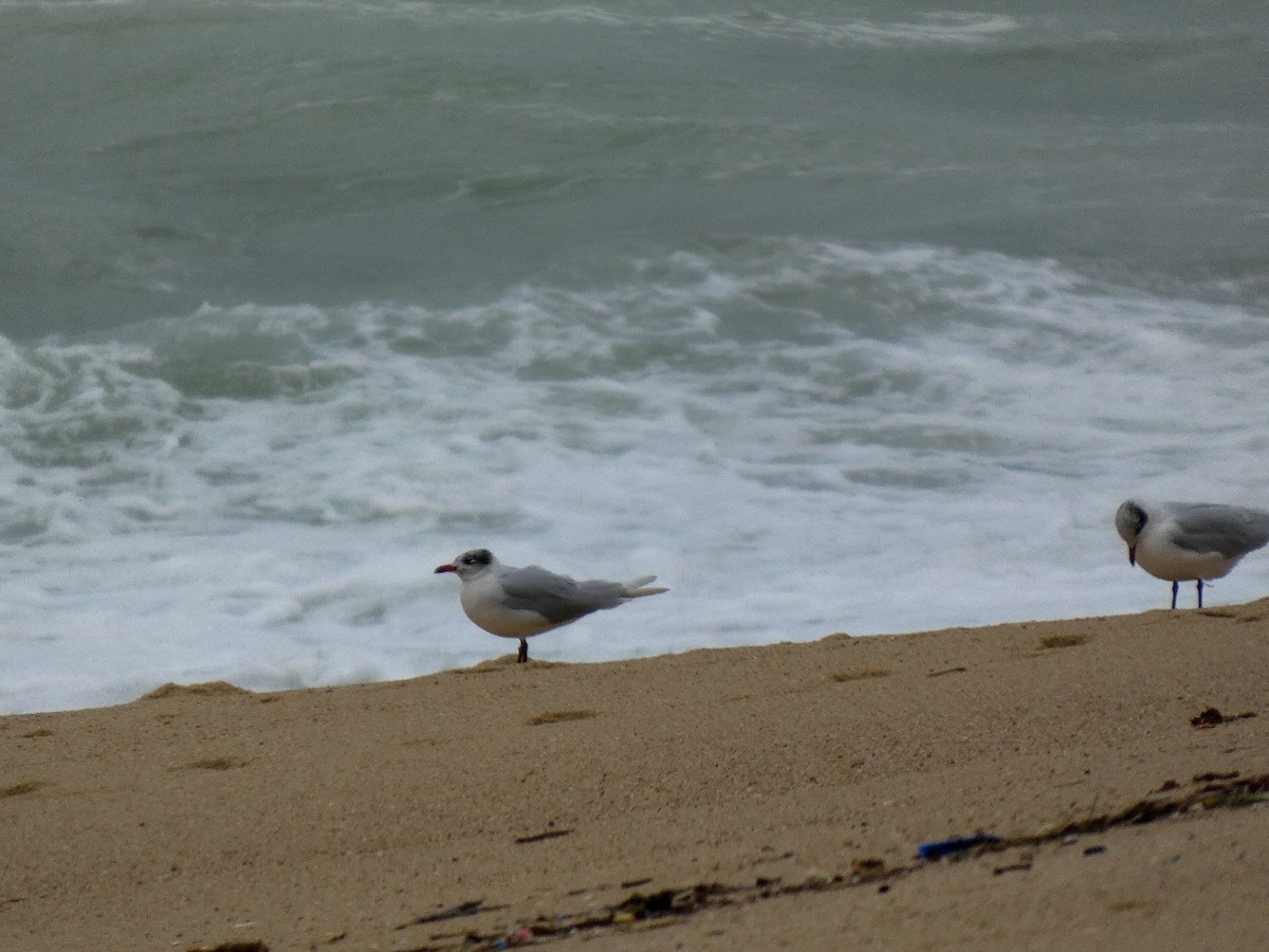 Mediterranean Gull - ML646809226