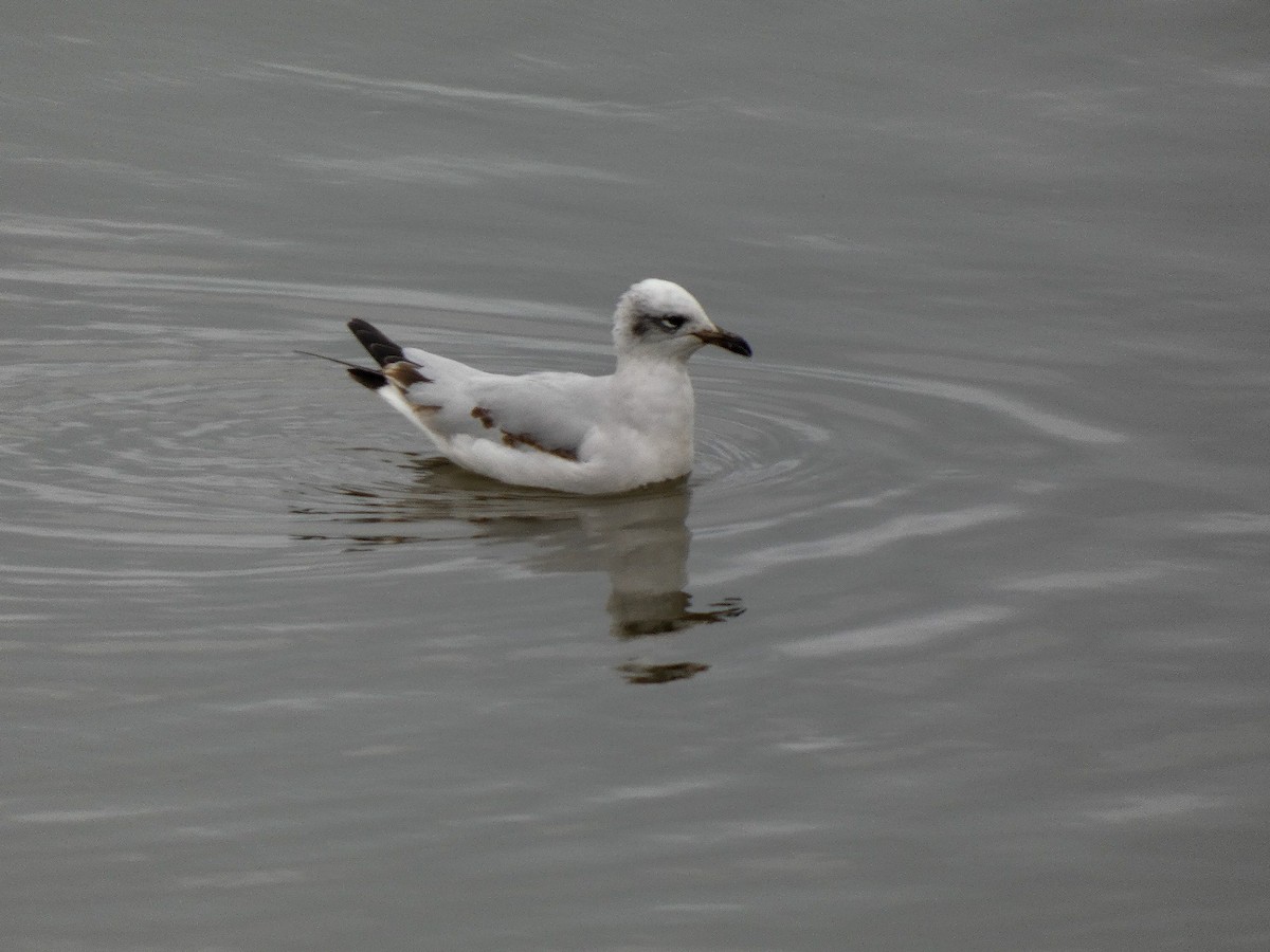 Mediterranean Gull - ML646809227