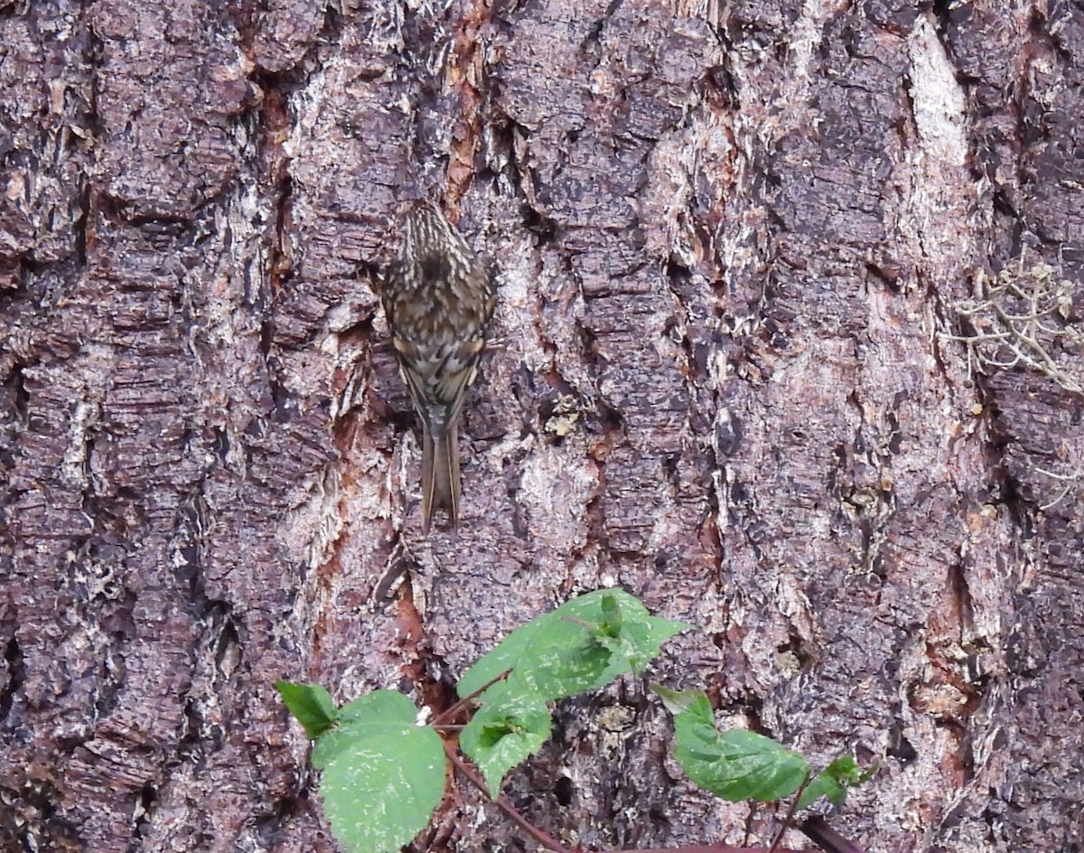 Agateador Americano - ML646809228