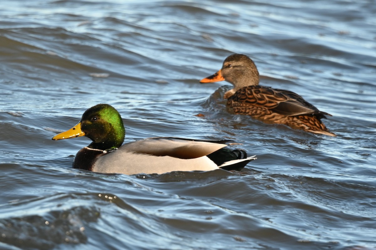 Mallard - ML646809229