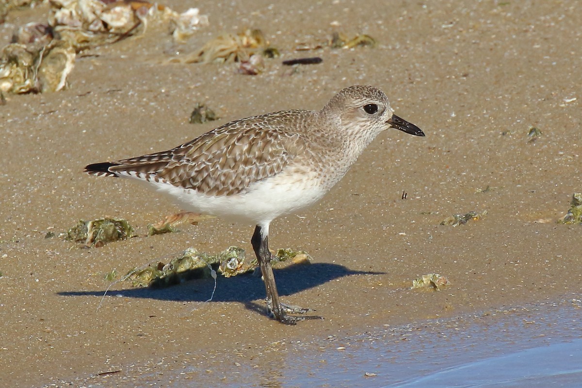 Txirri grisa - ML646809230