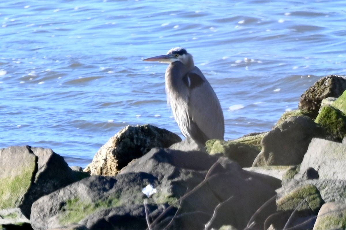 Great Blue Heron - ML646809231