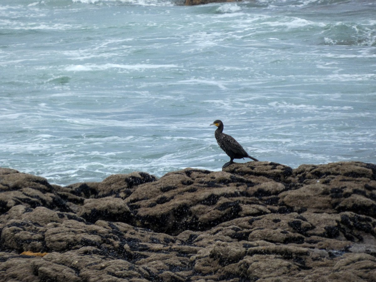 Тураг гогой - ML646809233