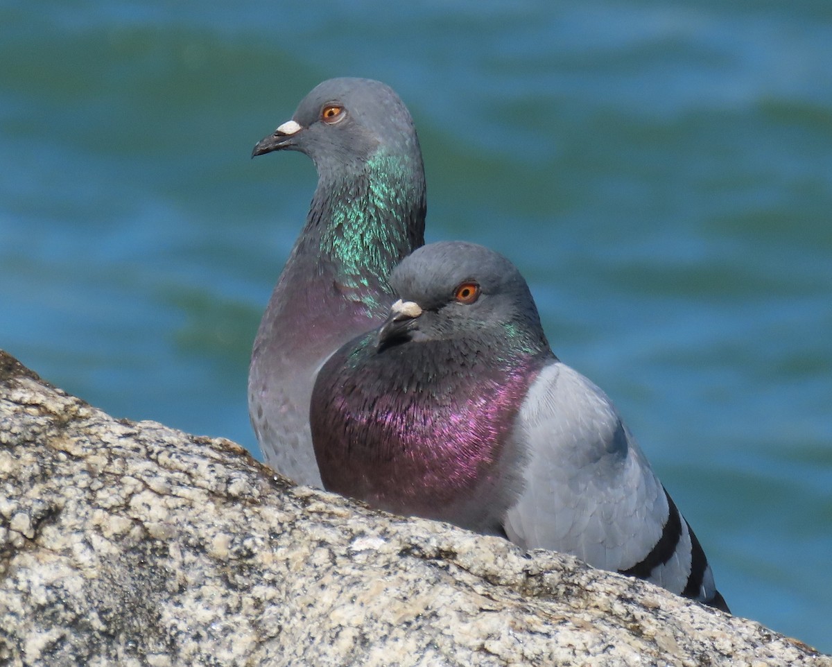 Сизый голубь (Одомашненного типа) - ML646809234