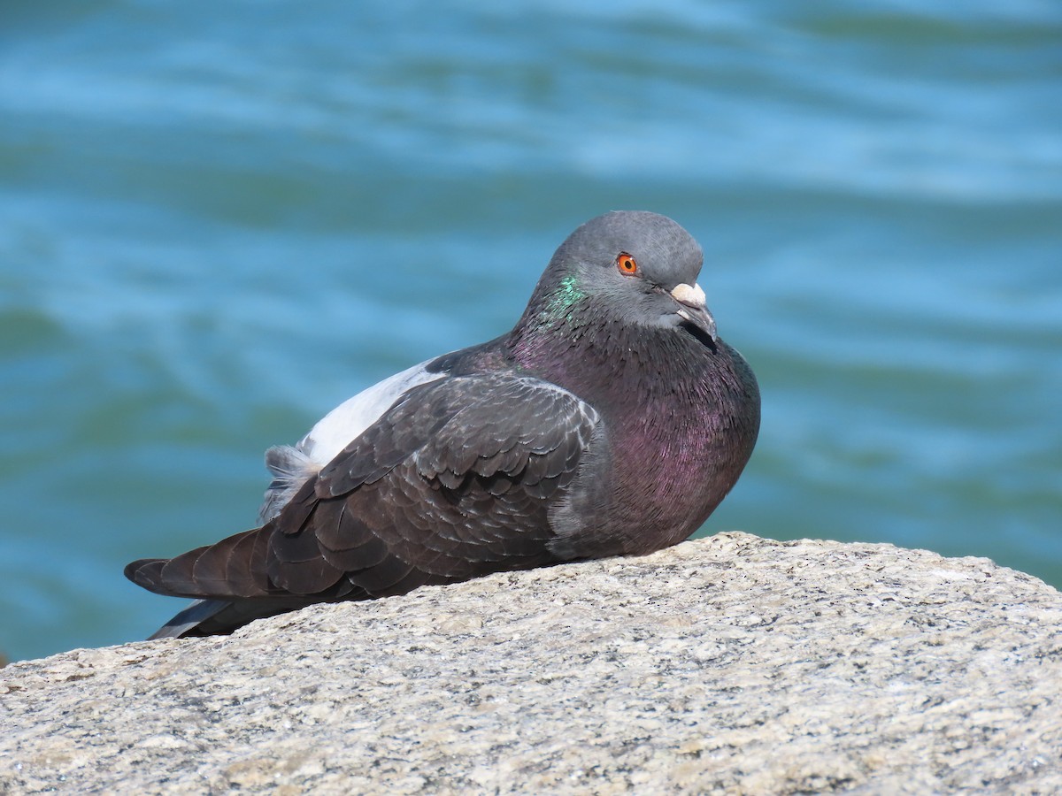 Сизый голубь (Одомашненного типа) - ML646809235