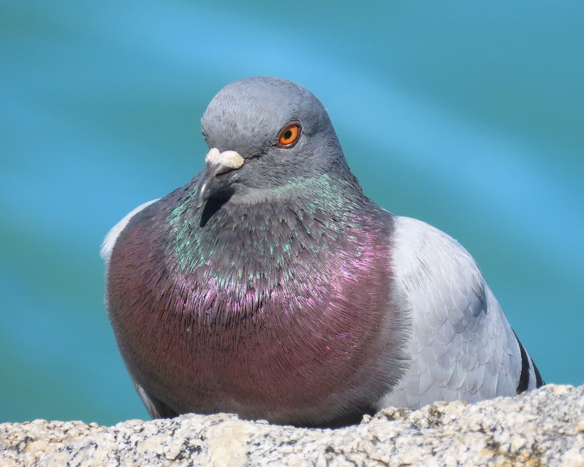 Сизый голубь (Одомашненного типа) - ML646809236