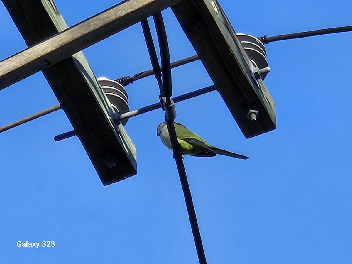 Cotorra Argentina - ML646809237