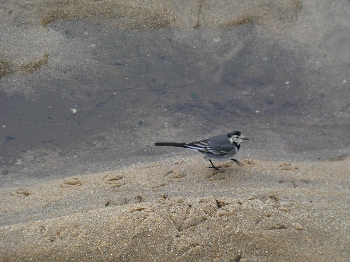 konipas bílý - ML646809238