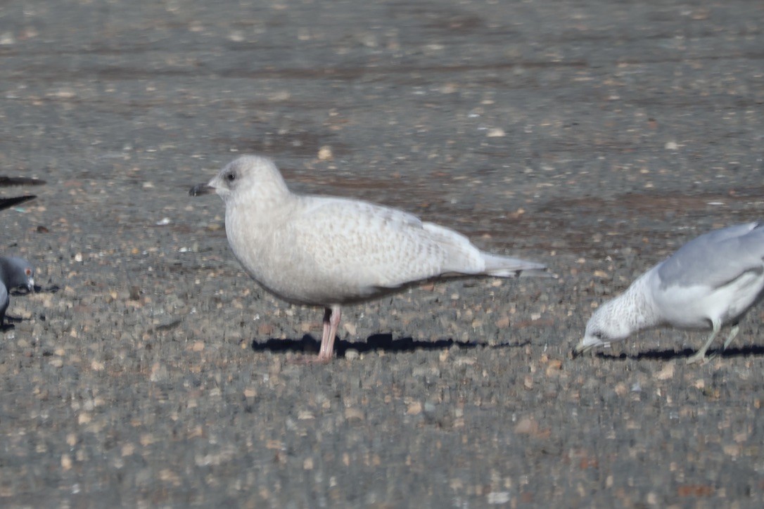 Iceland Gull - ML646809242