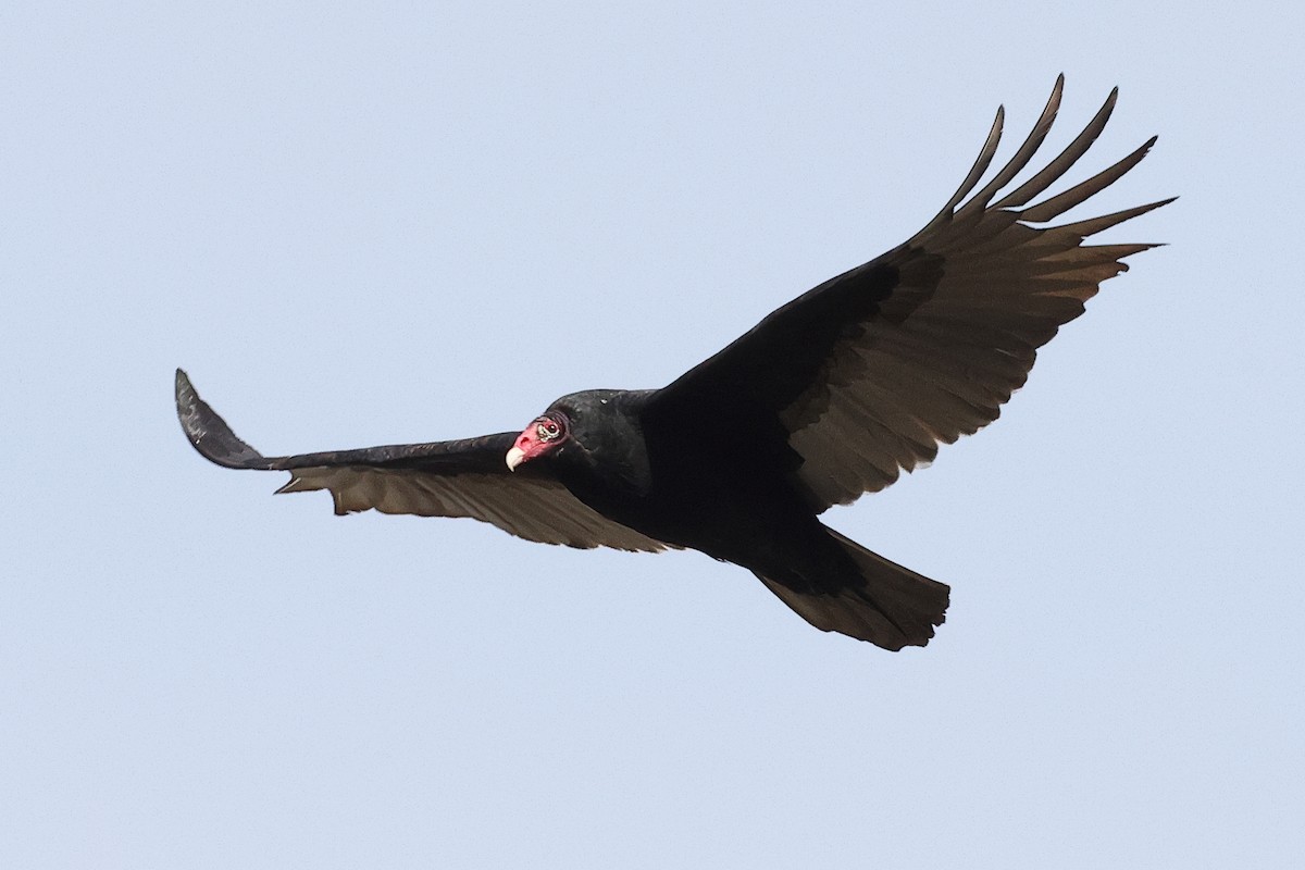 Zopilote indioilarra - ML646809243