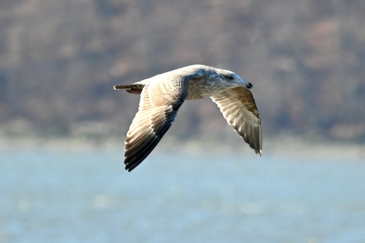 American Herring Gull - ML646809245