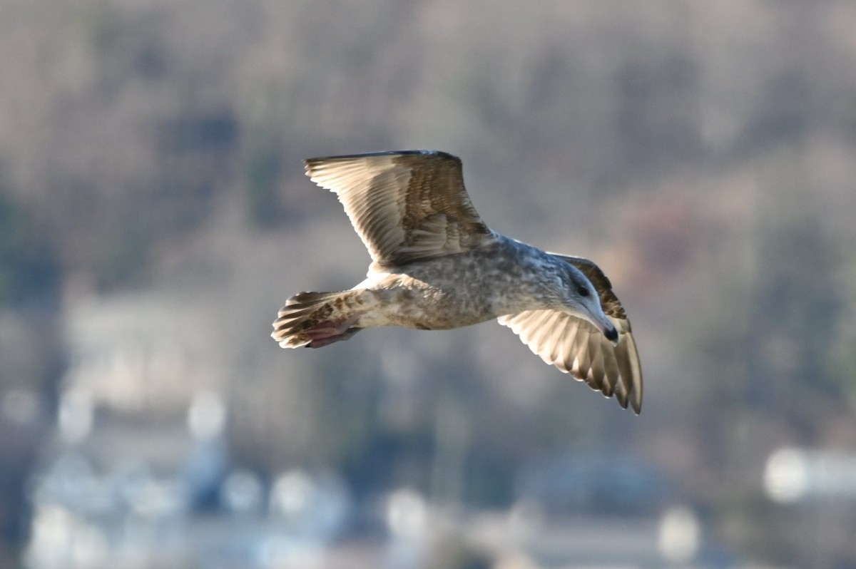 American Herring Gull - ML646809246