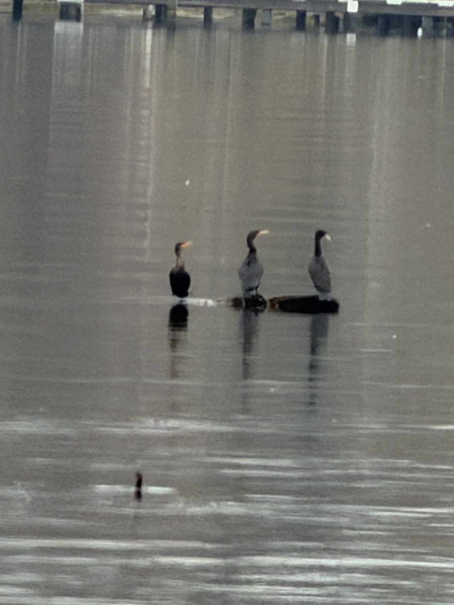 Cormoran à aigrettes - ML646809247