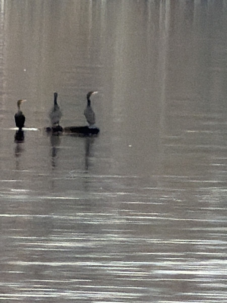 Cormoran à aigrettes - ML646809248