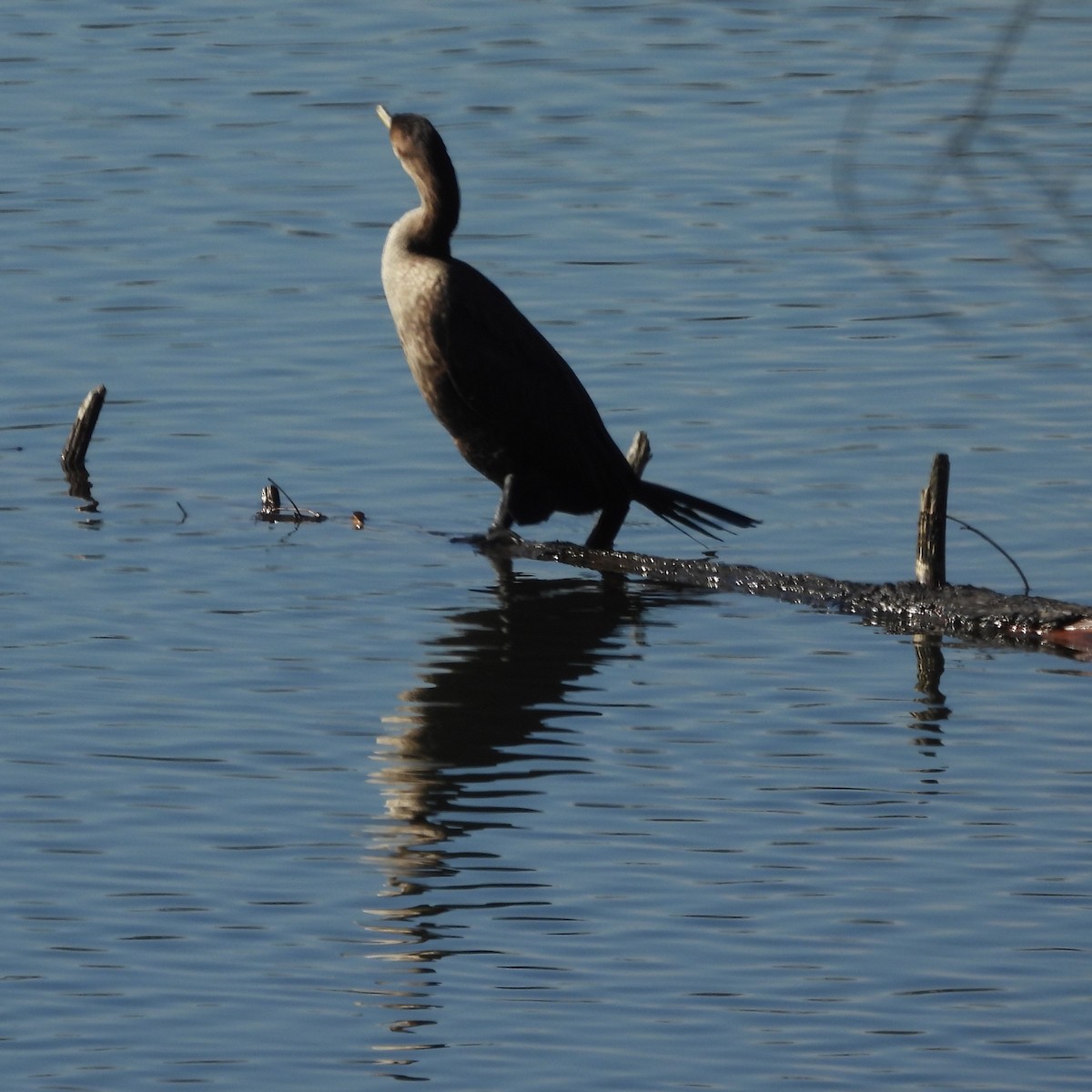 Double-crested Cormorant - ML646809249